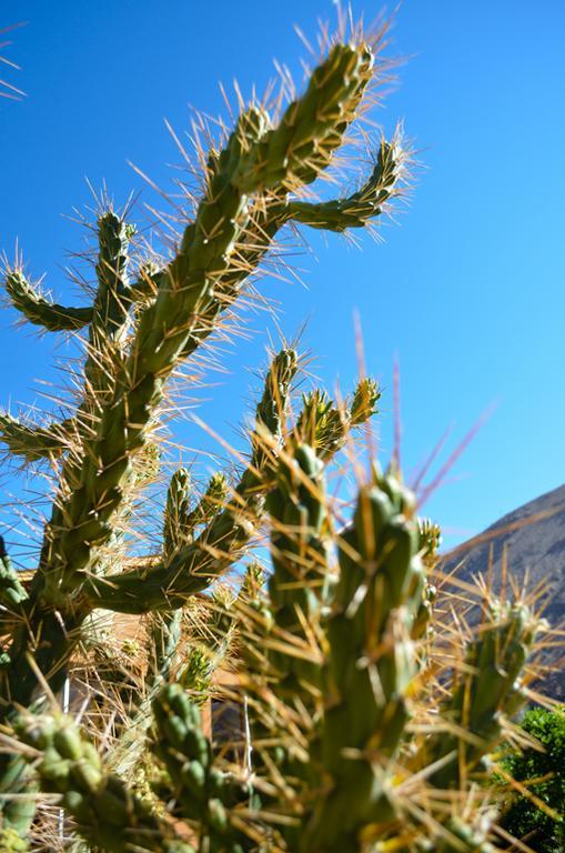Villa Refugios Pisco Elqui Exterior foto